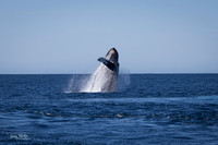 Monterey Whale Watch