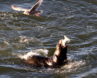 Wildlife photos-photos