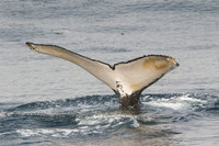 Whales & Dolphins